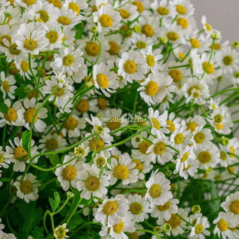 Букет из танацетума